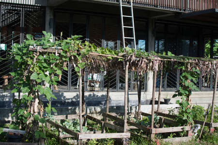 Vegetable garden in Thailand.の写真素材