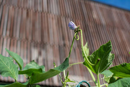 Lentil flower creep in the gardenの写真素材