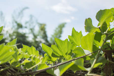 calabash plant with blue sky in the gardenの写真素材