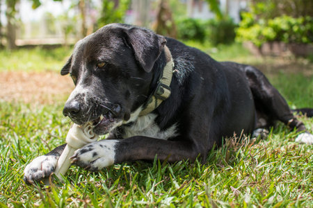 dog eat bone on meadow.  bone made from dried cow leather