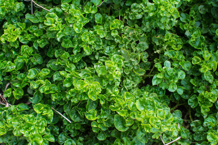 watercress plant in vegetable garden