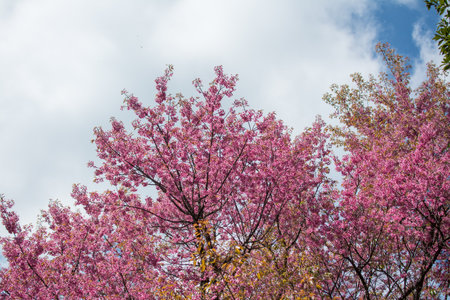 Wild Himalayan Cherry or Sour cherry (Prunus cerasoides) with blue sky, Royal agricultural Research Center (Khun Wang) located in Chiang Mai province.の写真素材