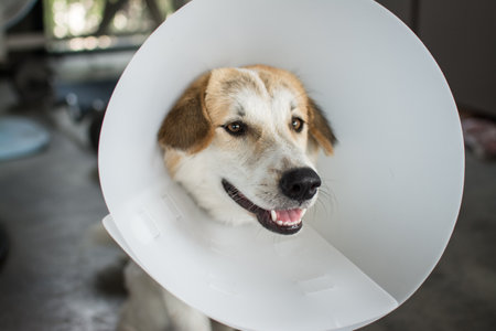 dog wearing  Elizabethan collarの写真素材