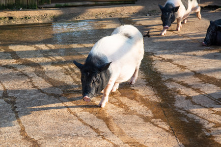 Pig in the farm. Piglet on the farm. Pig farmの写真素材
