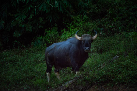 The wild gaur eating grass in the Cheow Lan Dam (Ratchaprapa Dam), Khao Sok National Park at Suratthani,Thailandの写真素材