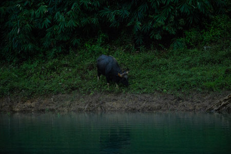 The wild gaur eating grass in the Cheow Lan Dam (Ratchaprapa Dam), Khao Sok National Park at Suratthani,Thailandの写真素材