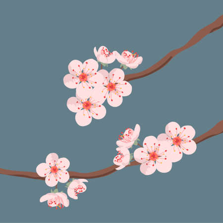 Cherry blossom branches. Flowers isolated on a blue backgroundのイラスト素材