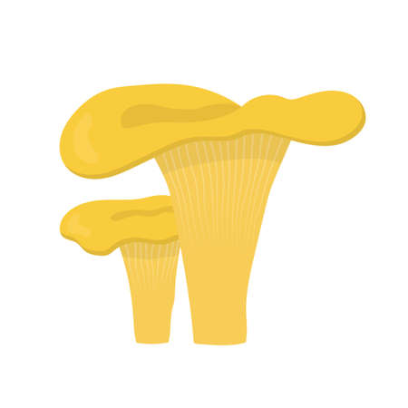 Colorful chanterelle mushrooms. Flat design. Cantharellus, gourmet cuisine, vegetarian.のイラスト素材