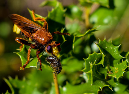 huntingの写真素材