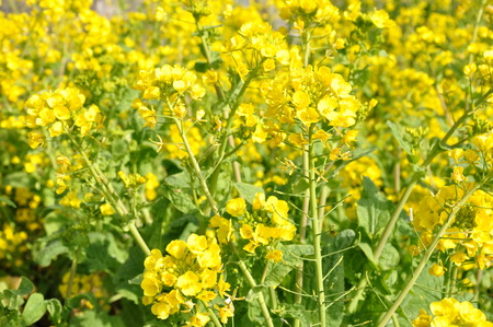 Rape blossomsの写真素材