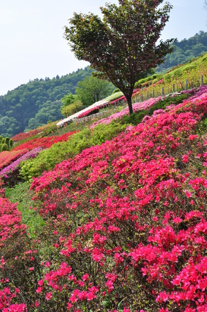 Azalea parkの写真素材