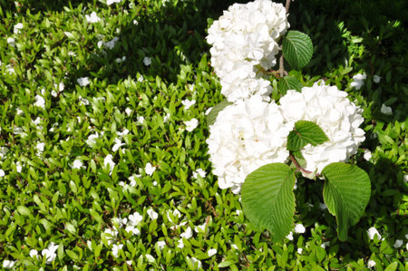 Inflorescence