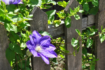 Clematisの写真素材