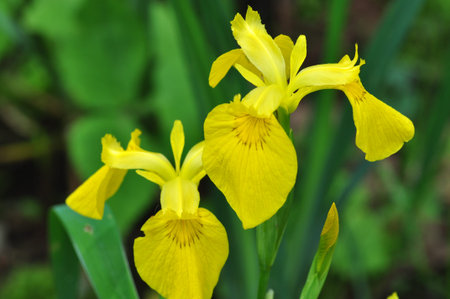 IRIS pseudacorus