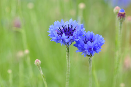 Cornflower