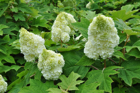Oakleaf hydrangea hydrangea