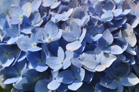 Hydrangea white hydrangeaの写真素材