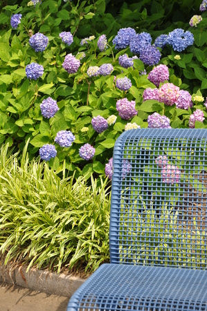 Hydrangea and benchの写真素材