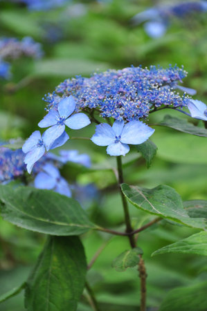 Hydrangea crohymeazisay