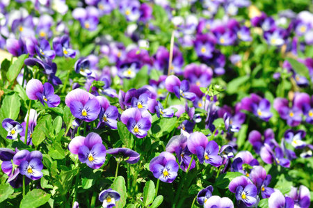 Pansy