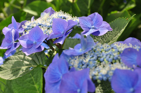 Hydrangea Cardinal