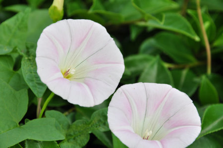 Bindweed