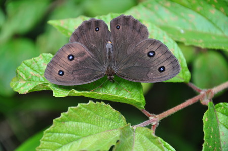 Graylingの写真素材