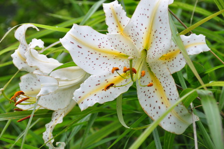 Yamayuriの写真素材