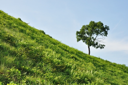 Maple Hillの写真素材