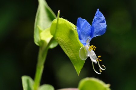 Commelina communisの写真素材