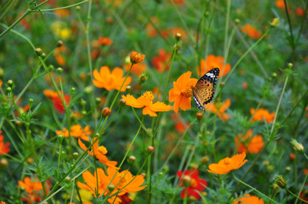 Indian fritillary Butterfly knifeの写真素材