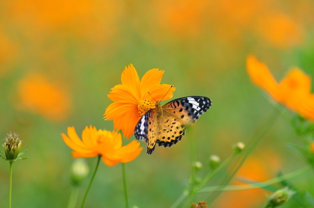 Indian fritillary Butterfly knifeの写真素材
