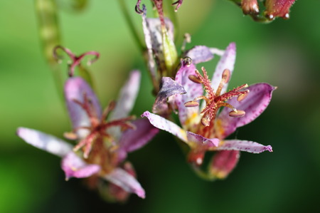 Taiwan hot togsの写真素材