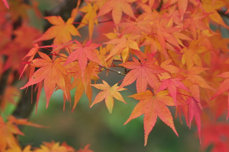 Acer palmatum blushesの写真素材