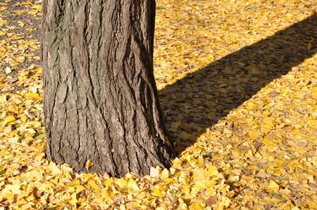 Ginkgo biloba leafの写真素材