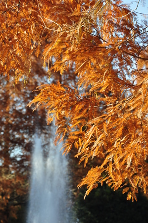 Foliage of Metasequoiaの写真素材