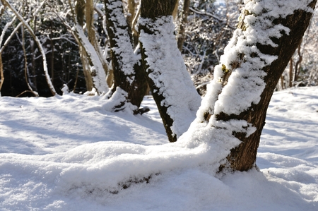 Snow treeの写真素材