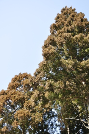 Japanese cedar pollenの写真素材