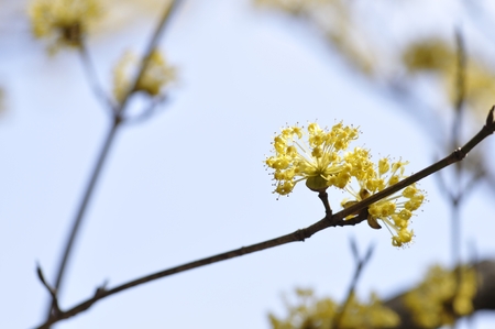 Cornus officinalisの写真素材
