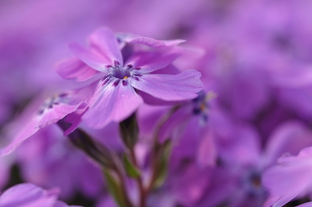 Moss Pinkの写真素材