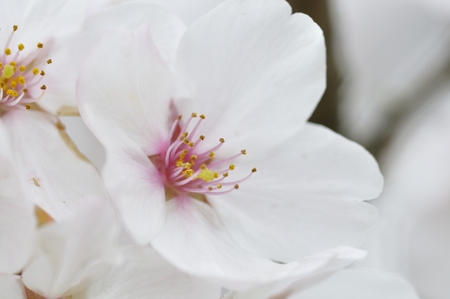 Cherryの写真素材