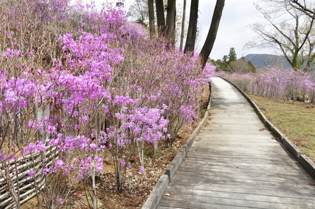 Azalea trailの写真素材