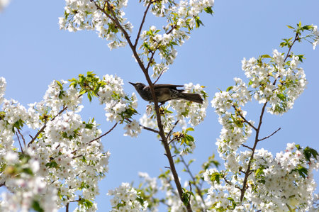 Thrush and cherry blossoms