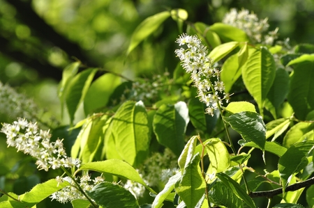 Prunus grayanaの写真素材