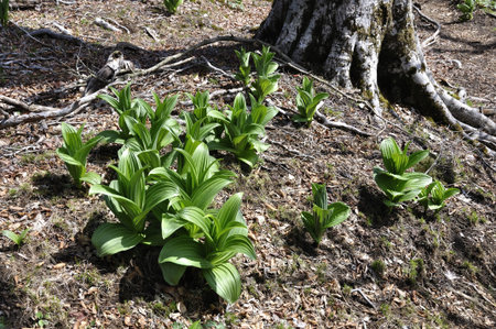 Veratrum album leavesの写真素材