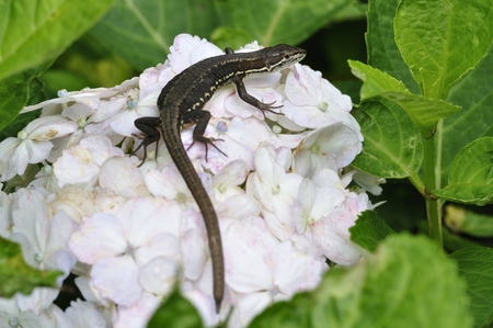 Lizardの写真素材