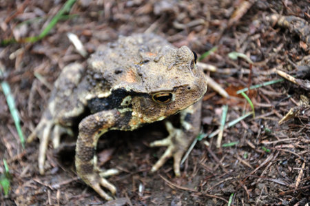 Bufo