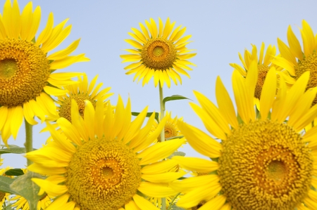 blooming Sunflowerの写真素材