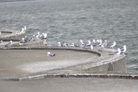 Black-tailed gullの写真素材