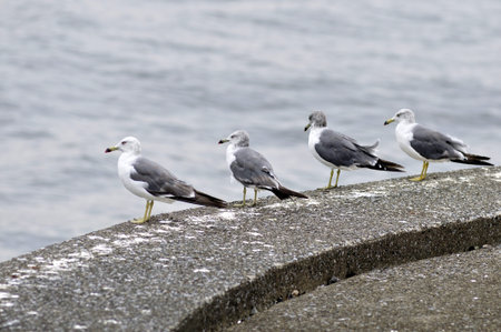 Black-tailed gullの写真素材